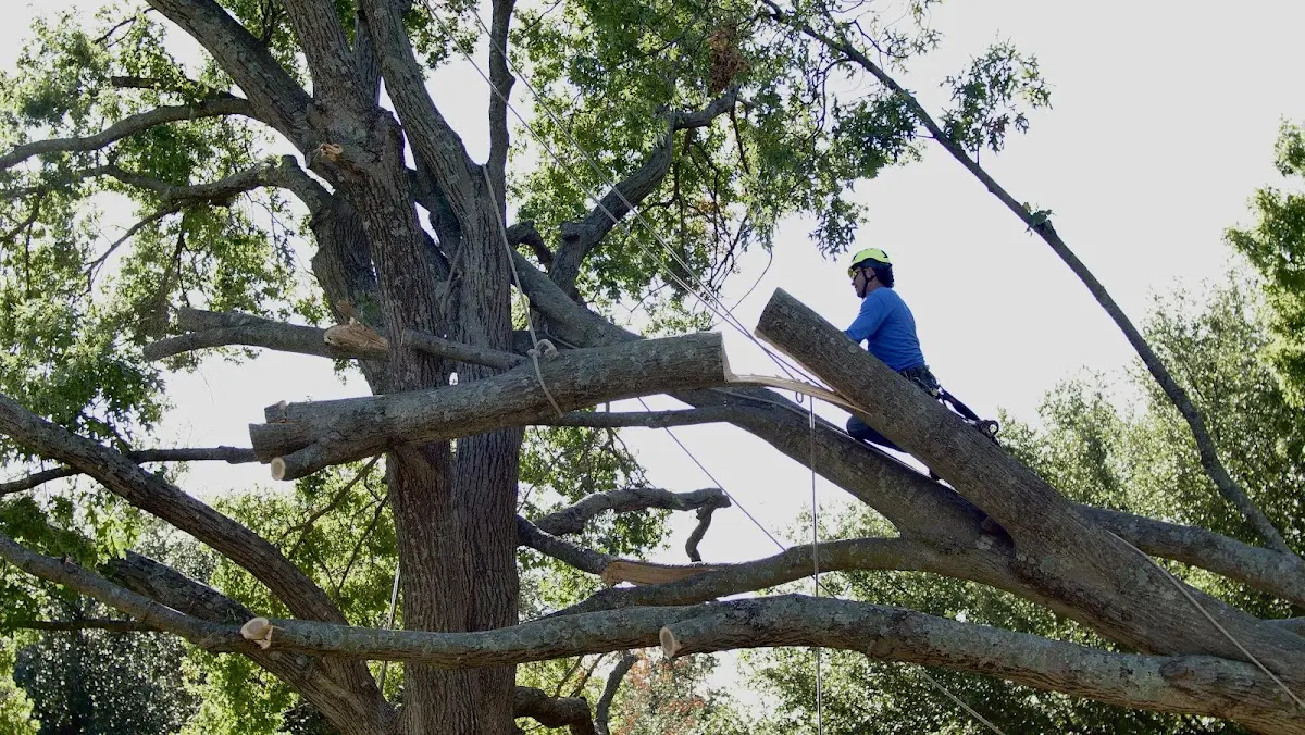 Professional Crown Thinning performed by certified arborists in Provencal