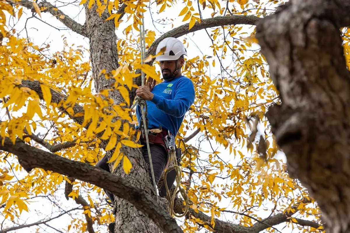 Skilled Tree Trimming crew working in Provencal